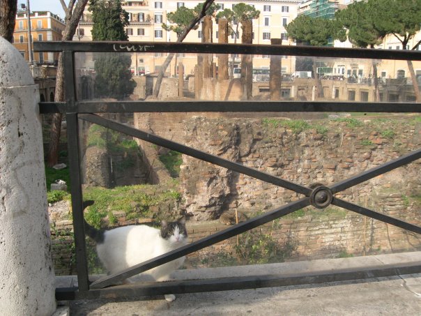 Gatti di Roma (Cats of Rome)